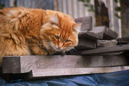 Red stray cat lying on old boards. Close up.の写真素材