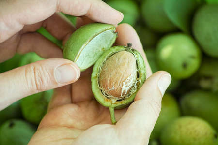 Person holding freshly harvested walnut in a green husk. Close up.の写真素材