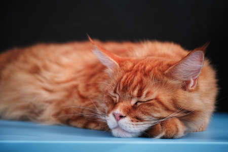 Red maine coon cat sleeping on a table. Close up.の写真素材