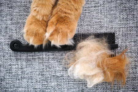 A red maine coon cat holding a comb with its fur on it in its paws. Close up.の写真素材