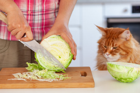A woman cutting a cabbage on a cutting board while a red maine coon cat is watching. Close up.の写真素材