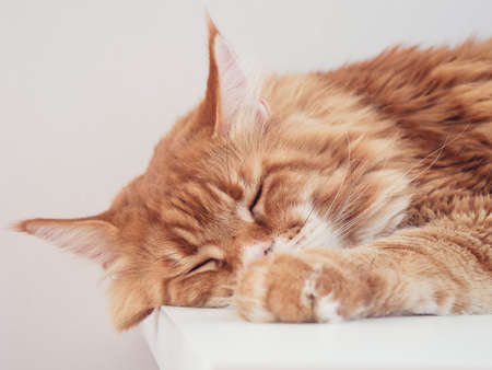 A red Maine coon cat sleeping on a table. close up.