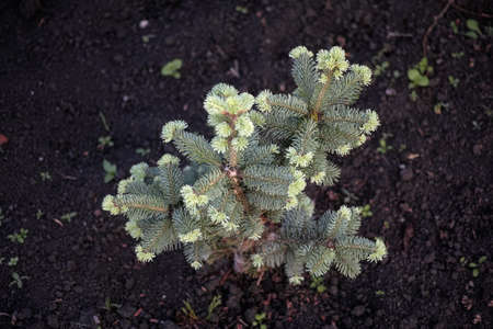 An Abies lasiocarpa compacta tree. close up.の写真素材