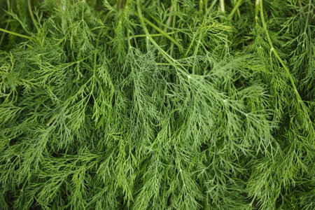 A pile of fresh green dill. close up.の写真素材