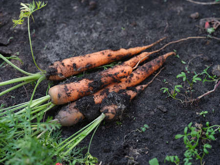 Freshly harvested organic carrots lying on the ground. close up.