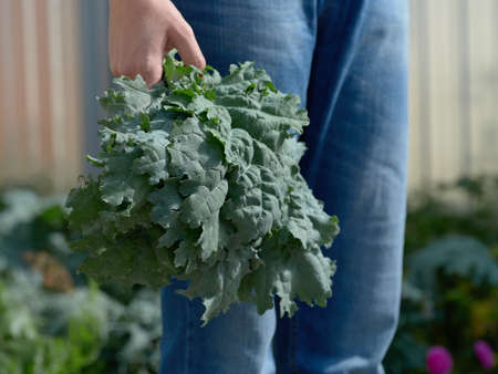 A woman holding kale leaves in her hand. close up.の写真素材