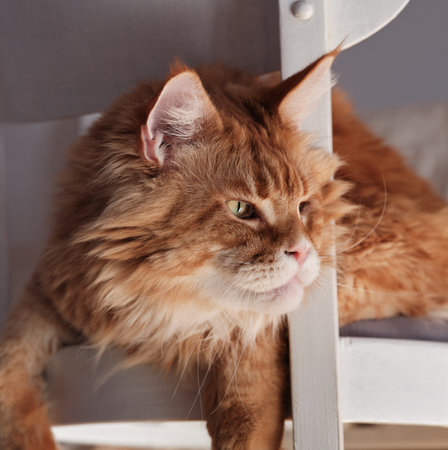 A red Maine coon cat sitting on a chair with his head through the back of the chair. Close up.の写真素材