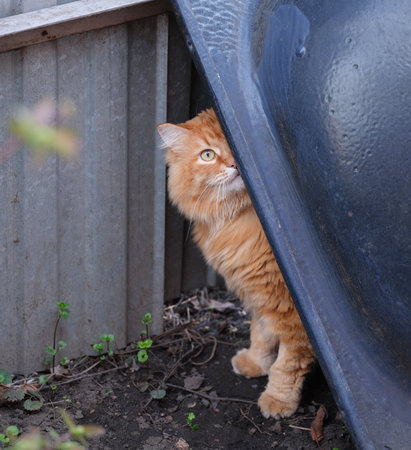A stray cat looking out from under a flipped over tub on an abandoned territoryの写真素材