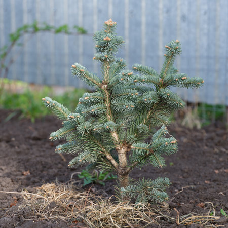 An Abies lasiocarpa compacta. Close up.の写真素材