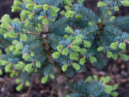 An abies lasiocarpa compacta. Close up.の写真素材