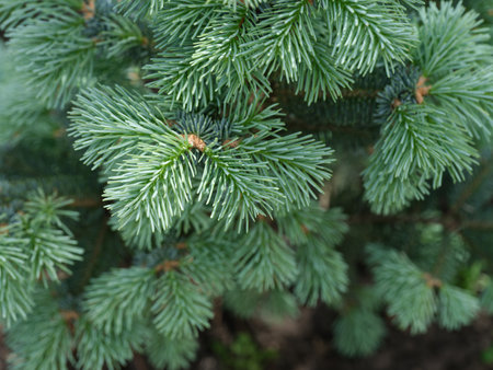 An abies lasiocarpa compacta. Close up.の写真素材
