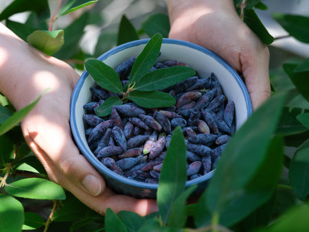 A woman holding a bowl of freshly harvested honeysuckle berries in her hands. Close up.の写真素材