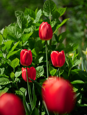 Red tulips growing in a garden. Close up.の写真素材