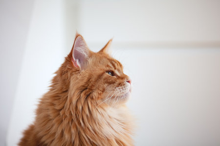 A portrait of a red Maine Coon cat. Close up.の写真素材