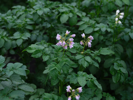 Flowers of a potato plant. Close up.の写真素材