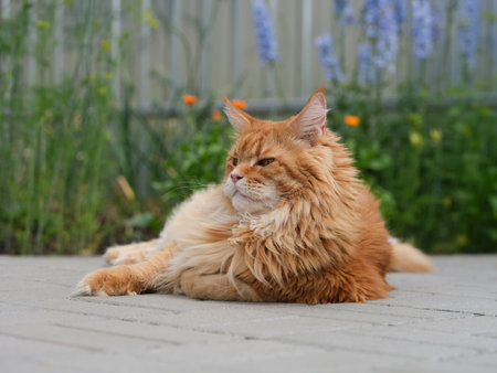 A red Maine Coon cat lying in a garden. Close up.の写真素材