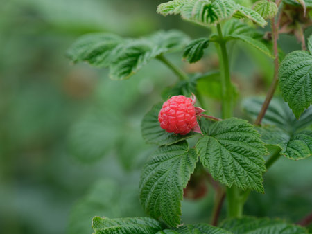 A ripe raspberry hanging on a raspberry bush branch. Close up.の写真素材