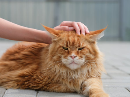 A red Maine Coon lying on tiles and being petted. Close up.の写真素材
