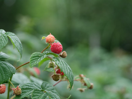 Raspberries hanging on a raspberry bush branch. Close up.の写真素材
