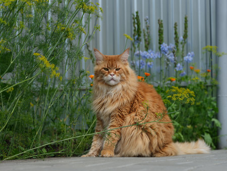 A red Maine Coon cat sitting in front of dill plants in a garden.の写真素材