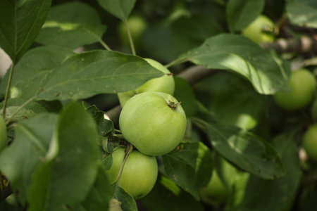 Unripe organic apples hanging on an apple tree branch. Close up.の写真素材