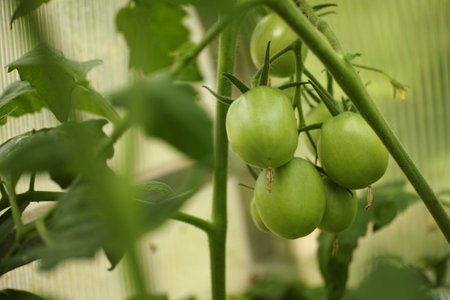 Unripe organic green tomatoes growing in a greenhouse. Close up.の写真素材