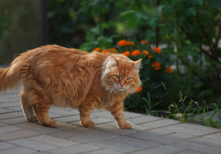 A ginger cat walking on a tiled path in a garden. Close up.の写真素材