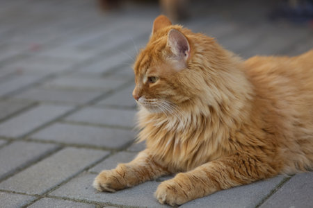A ginger cat lying on tiles. Close up.の写真素材