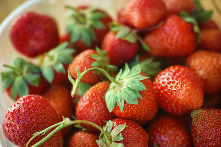 A pile of freshly harvested organic strawberries in a plastic container. Close up.の写真素材