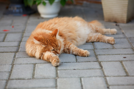 A ginger cat lying on tiles. Close up.の写真素材