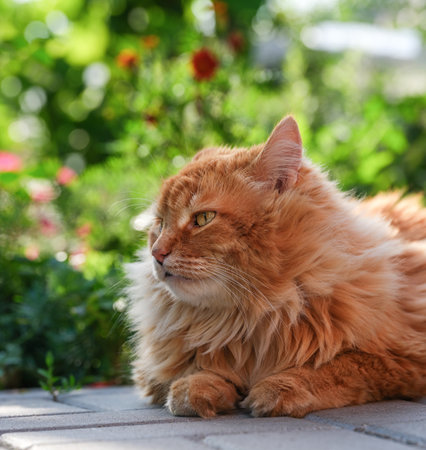 A ginger cat lying on tiles in a garden. Close up.の写真素材