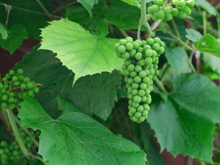 Unripe organic grapes hanging on a grape vine. Close up.の写真素材