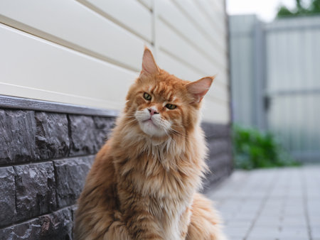 A red Maine Coon cat sitting outside near the wall of a house and looking away. Close up.の写真素材