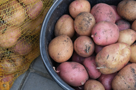 Freshly harvested potatoes lying in a bucket with a sack of potatoes near it. Close up.の写真素材