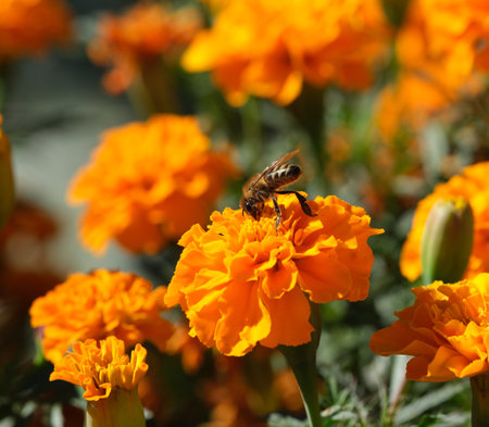A honeybee pollinating a marigold flower. Close up.の写真素材