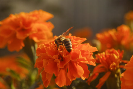 A honeybee pollinating a marigold flower at sunset. Close up.の写真素材