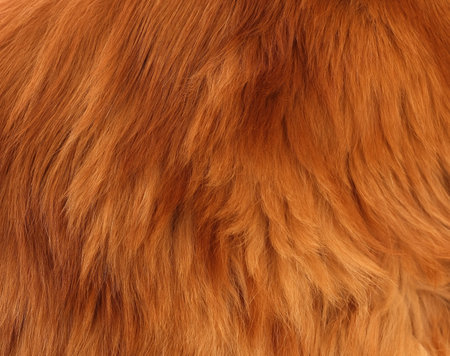 A background of a red Maine Coon cat fur. Close up.