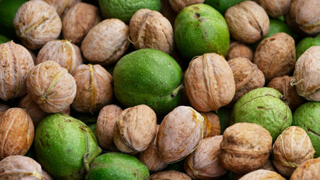 A background of freshly harvested walnuts. Close up.の写真素材