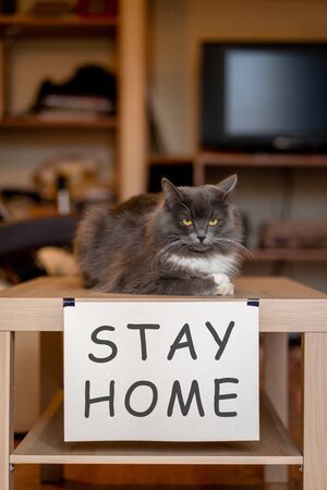 Cat with nameplate stay home on table at selfisolationの写真素材
