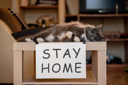 Cat with nameplate stay home on table at selfisolationの写真素材