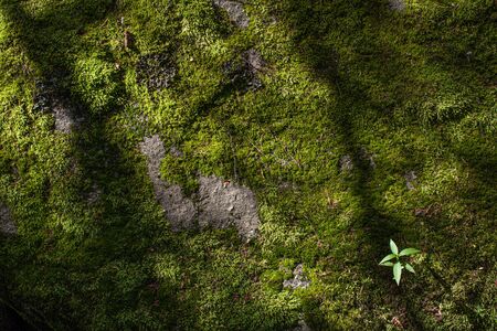 Moss on stone in forest sunny day with tree shadow spring summer の写真素材