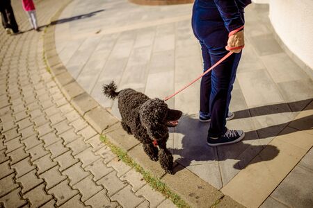 Street Old Town Budva Montenegro travel journey trip recreation summer spring cityの写真素材