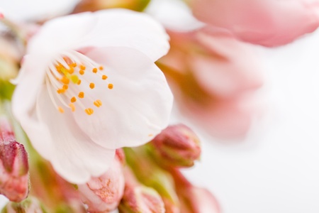 cherry blossomsの写真素材