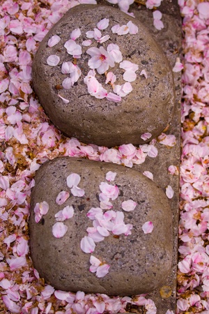 cherry blossomsの写真素材