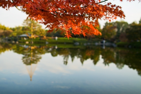 Autumn leaves  in Syouwakinenn Garden Japanの写真素材
