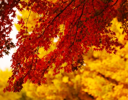 Autumn leavesの写真素材