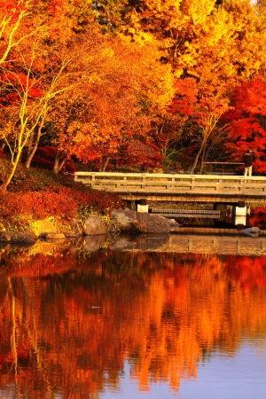 Autumn leavesの写真素材