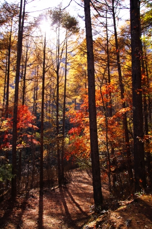 Autumn leaves  in Nishizawa Ravine Japanの写真素材