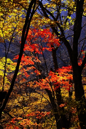Autumn leaves  in Nishizawa Ravine Japanの写真素材