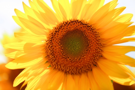 one big sunflowerの写真素材